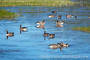Canada geese along the Yellowstone River, Branta canadensis, Hayden Valley, Yellowstone National Park, Wyoming