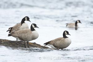 Canada geese on the Yellowstone River, Branta canadensis, Yellowstone National Park, Wyoming