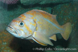 Canary rockfish., Sebastes pinniger, natural history stock photograph, photo id 08979