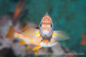 Canary rockfish, juvenile.  The bright orange color of this rockfish will not be so visible at depth, where seawater filters out the red lightwaves that allow this color to be seen, Sebastes pinniger