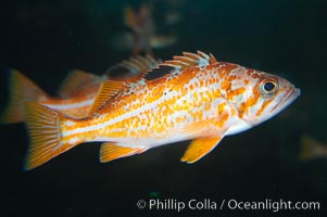 Canary rockfish, juvenile.  The bright orange color of this rockfish will not be so visible at depth, where seawater filters out the red lightwaves that allow this color to be seen, Sebastes pinniger