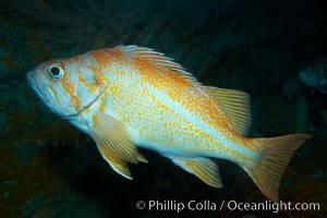 Canary rockfish, Sebastes pinniger