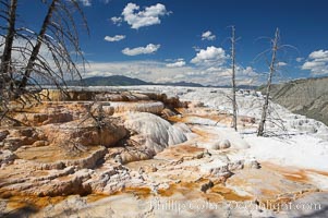 Travertine terraces below Canary Spring with dead trees permanently entombed in the hardened terraces, Mammoth Hot Springs, Yellowstone National Park, Wyoming