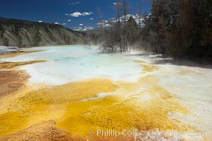 Canary Spring, Mammoth Hot Springs, Yellowstone National Park, Wyoming