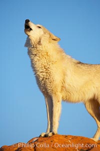 Gray wolf howling, Canis lupus