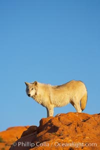 Gray wolf, Canis lupus