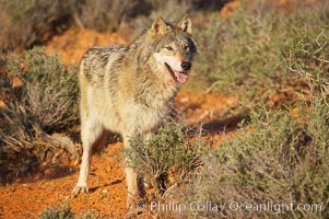 Gray wolf, Canis lupus