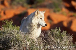 Gray wolf, Canis lupus