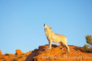 Gray wolf howling, Canis lupus