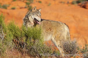 Gray wolf, Canis lupus