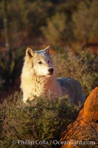 Gray wolf, Canis lupus