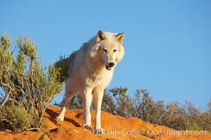 Gray wolf, Canis lupus