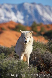 Gray wolf, Canis lupus