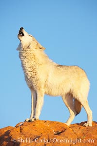 Gray wolf howling, Canis lupus