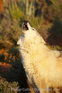 Gray wolf howling, Canis lupus