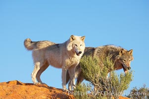 Gray wolf, Canis lupus