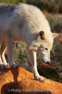 Gray wolf, Canis lupus