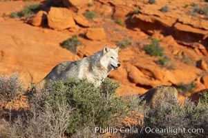 Gray wolf, Canis lupus