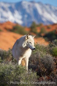 Gray wolf, Canis lupus