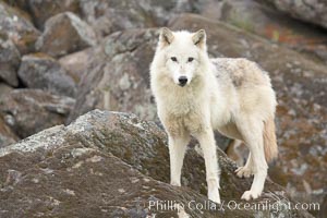 Gray wolf, Sierra Nevada foothills, Mariposa, California, Canis lupus