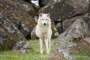 Gray wolf, Sierra Nevada foothills, Mariposa, California, Canis lupus