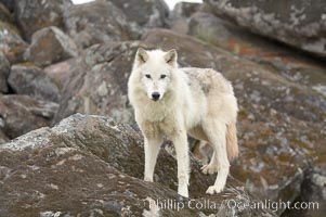 Gray wolf, Sierra Nevada foothills, Mariposa, California, Canis lupus