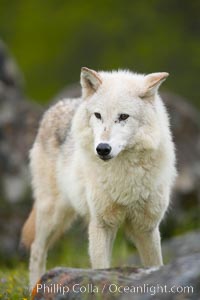 Gray wolf, Sierra Nevada foothills, Mariposa, California., Canis lupus, natural history stock photograph, photo id 16037