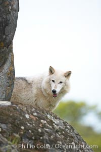 Gray wolf, Sierra Nevada foothills, Mariposa, California, Canis lupus