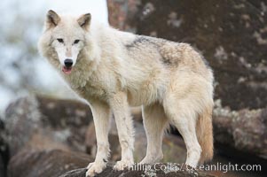 Gray wolf, Sierra Nevada foothills, Mariposa, California, Canis lupus