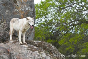 Gray wolf, Sierra Nevada foothills, Mariposa, California., Canis lupus, natural history stock photograph, photo id 16046