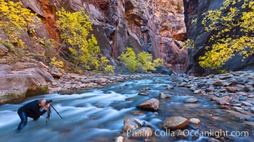 Photographer in the Virgin River Narrows, with flowing water, autumn cottonwood trees and towering red sandstone cliffs.