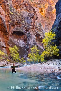 Photographer in the Virgin River Narrows, with flowing water, autumn cottonwood trees and towering red sandstone cliffs, Zion National Park, Utah