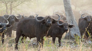 Cape Buffalo herd, Meru National Park, Kenya