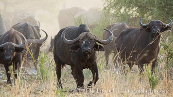 Cape Buffalo herd, Meru National Park, Kenya, Syncerus caffer