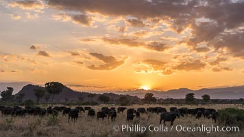 Cape Buffalo herd at sunset, Meru National Park, Kenya