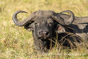 Cape Buffalo, Mara North Conservancy, Kenya, Syncerus caffer