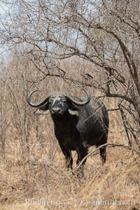 Cape Buffalo, Meru National Park, Kenya, Syncerus caffer