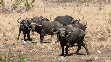 Cape Buffalo, Meru National Park, Kenya, Syncerus caffer