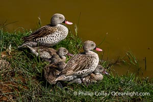 Cape Teal, Anas capensis, Amboseli National Park, Anas capensis