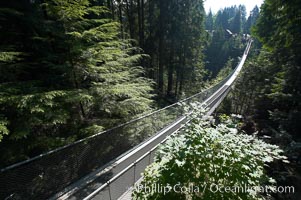 Capilano Suspension Bridge, 140 m (450 ft) long and hanging 70 m (230 ft) above the Capilano River.  The two pre-stressed steel cables supporting the bridge are each capable of supporting 45,000 kgs and together can hold about 1300 people, Vancouver, British Columbia, Canada