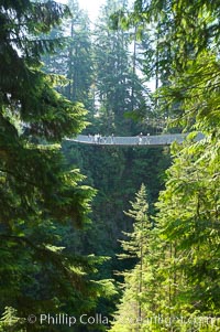 Capilano Suspension Bridge, 140 m (450 ft) long and hanging 70 m (230 ft) above the Capilano River.  The two pre-stressed steel cables supporting the bridge are each capable of supporting 45,000 kgs and together can hold about 1300 people, Vancouver, British Columbia, Canada