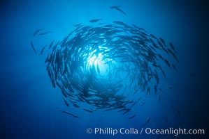 Schooling fish, circling jacks, Las Animas, Sea of Cortez, Baja California., Caranx sexfasciatus, natural history stock photograph, photo id 00249
