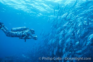 Jacks, videographer Dr. Harrison Stubbs, Caranx sexfasciatus, Cocos Island