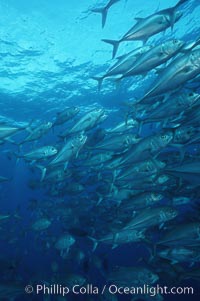 Jacks schooling, Caranx sexfasciatus, Cocos Island