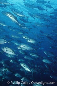 Jacks schooling, Caranx sexfasciatus, Cocos Island