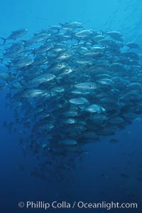 Jacks schooling, Caranx sexfasciatus, Cocos Island