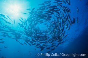 Jacks schooling, Caranx sexfasciatus, Cocos Island