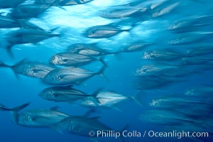 Bigeye jacks, Caranx sexfasciatus, Darwin Island, Galapagos, Ecuador.