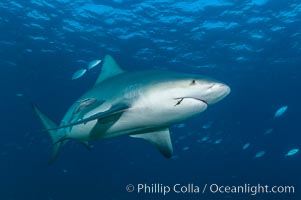 Bull shark, Carcharhinus leucas, Great Isaac Island