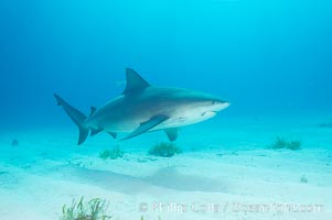 Bull shark, Carcharhinus leucas, Great Isaac Island